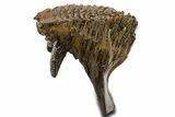 Fossil Woolly Mammoth Lower M Molar - Poland #337188-6